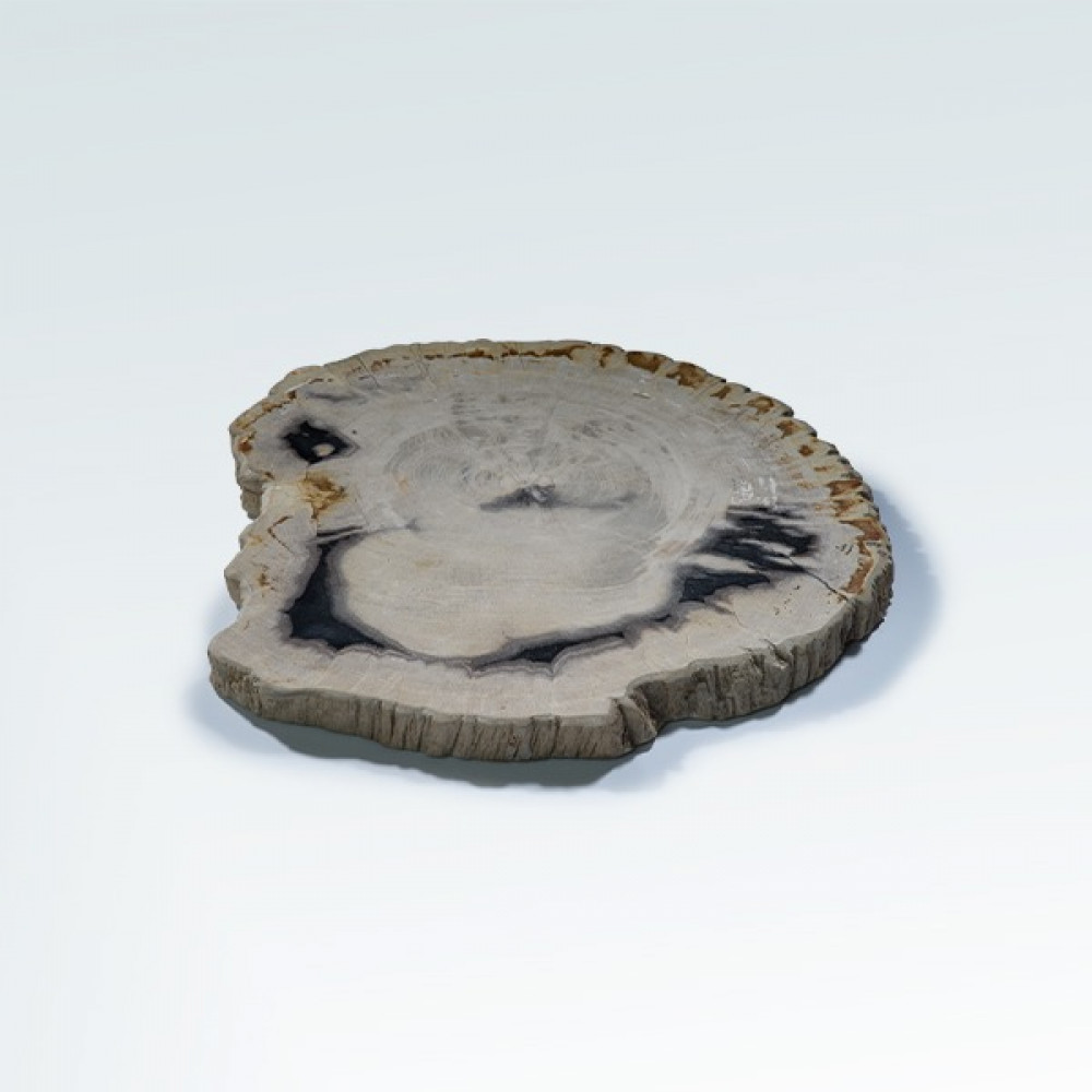 خشب متحجر