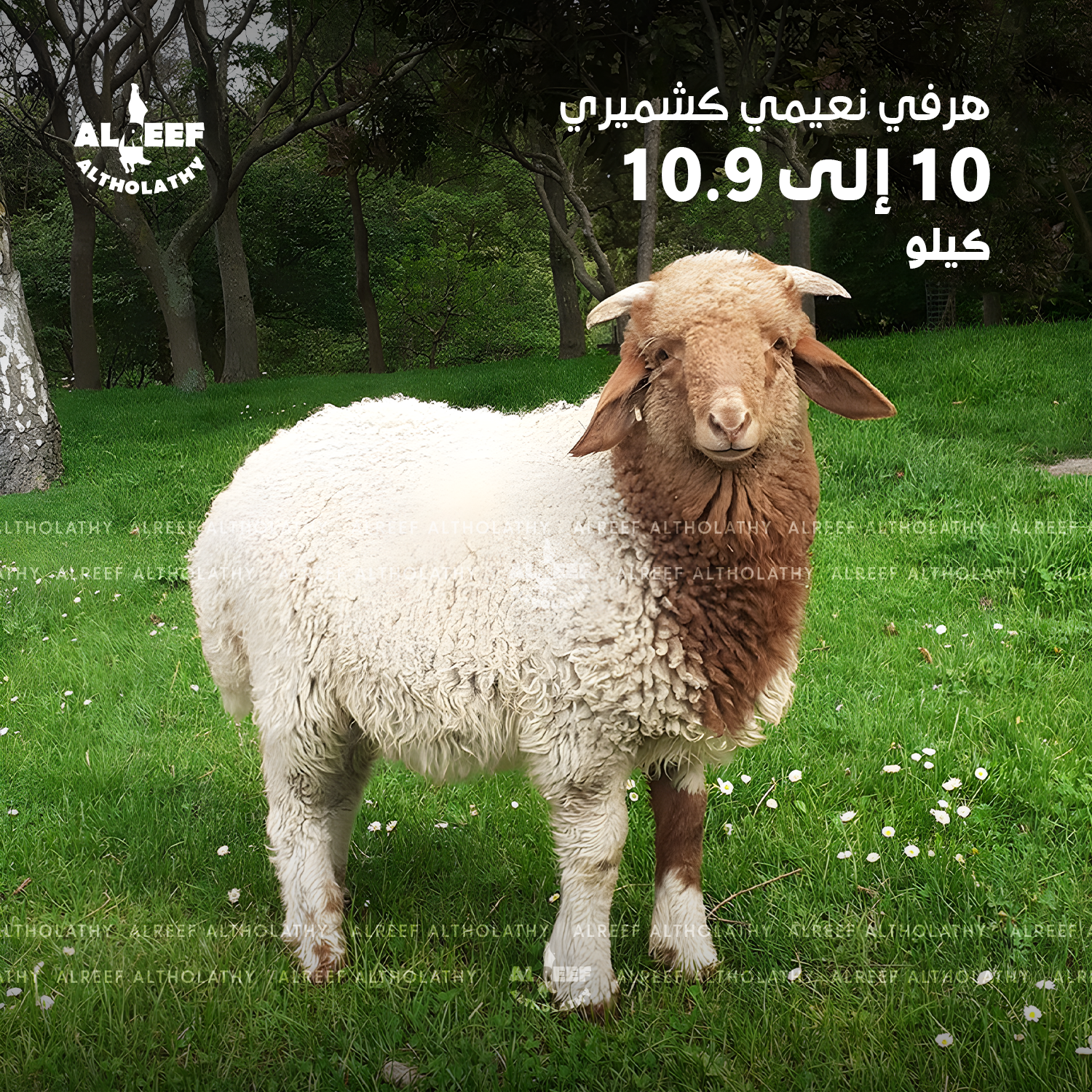 Naemi Kashmiri lamb, weighing between 10 to 10.9 kg