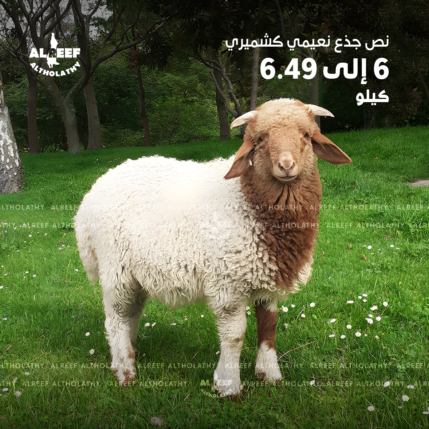 Half Naemi Kashmiri lamb, weighing between 6 to 6.49 kg