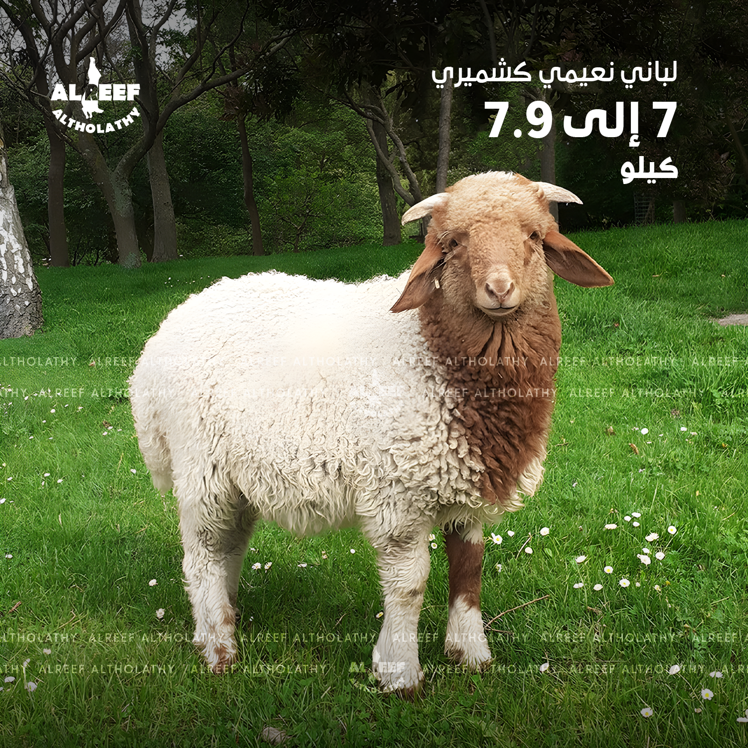 Labani Naeemi Kashmiri lamb, from 7 to 7.9 kilograms.