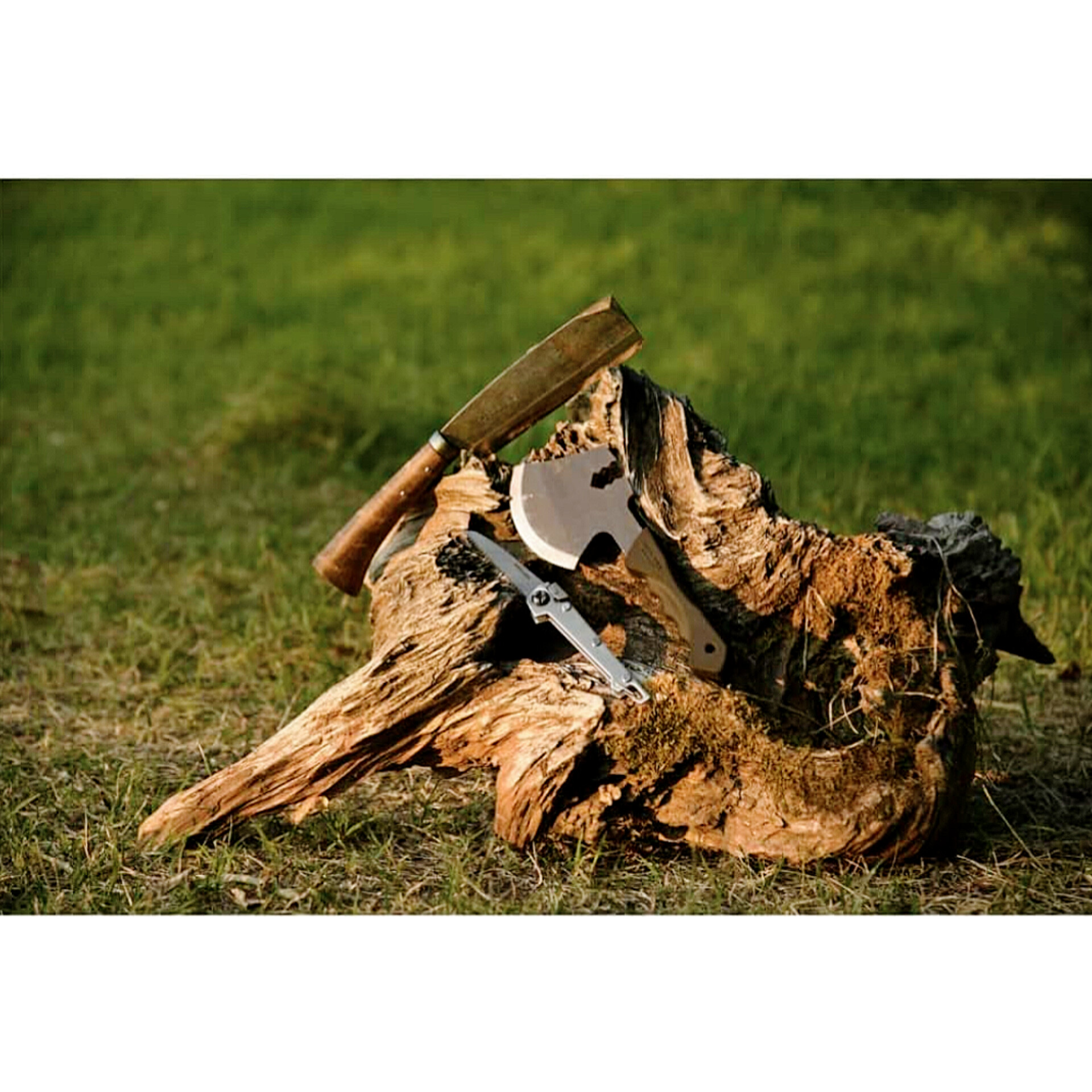 Axe and saw on a tree branch