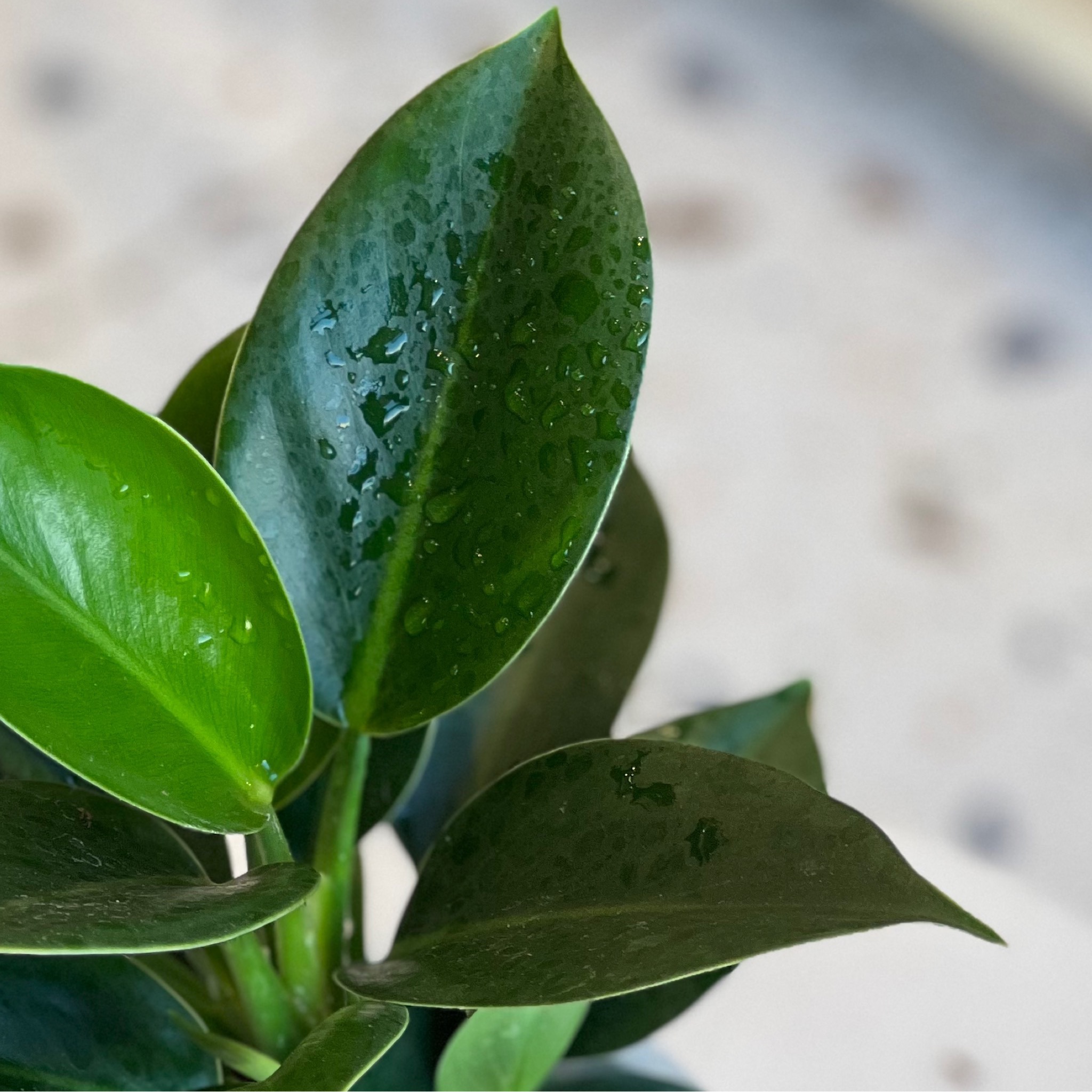 نبتة عصفور الجنه في اصيص 
