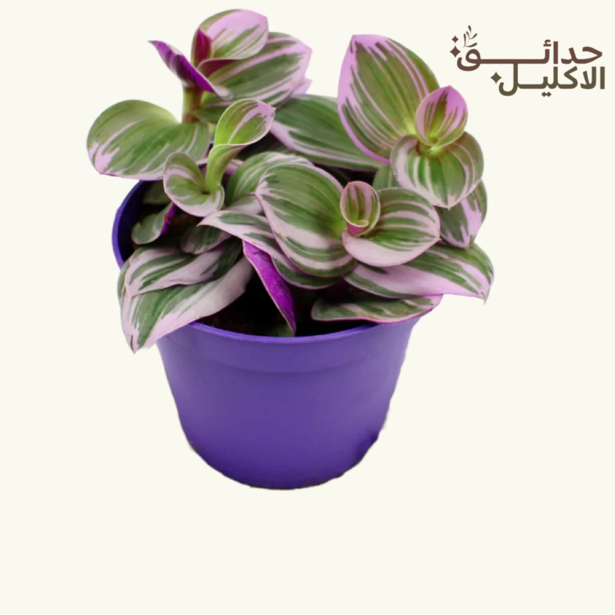الترادسكنتيا صغيره