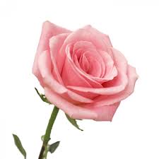 ورد جوري وردي- Pink Rose