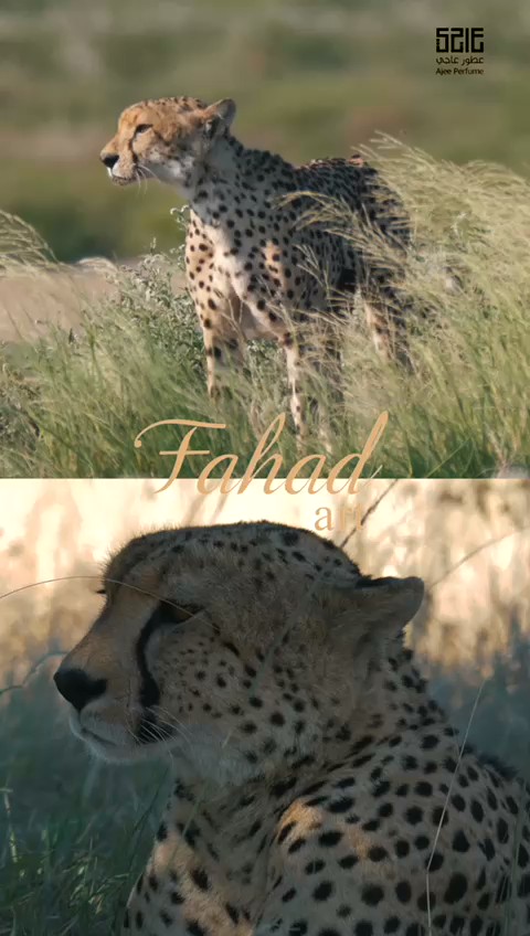 الصورة البديلة