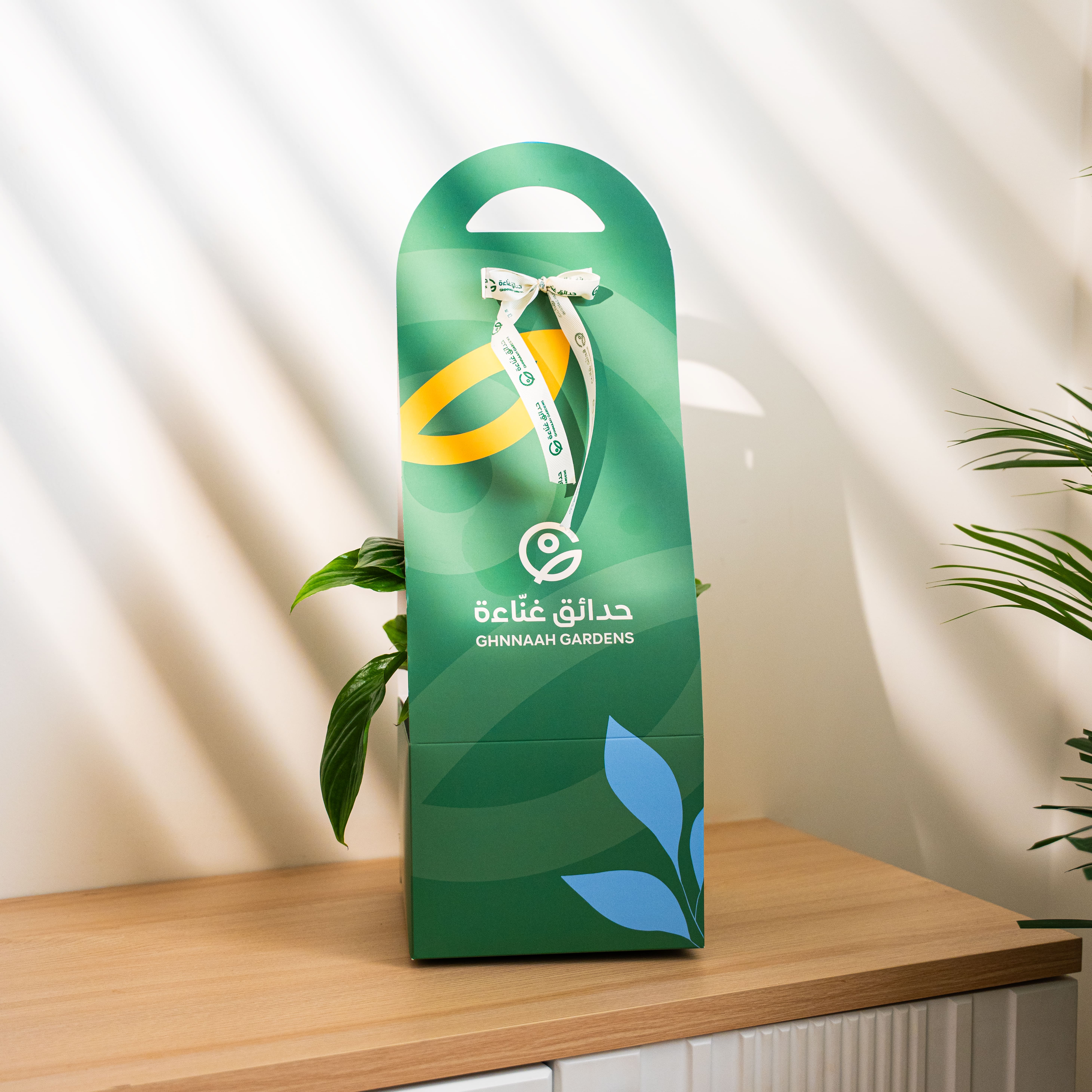  نبتة الأشرعة البيضاء بحجم صغير  داخل حوض سيراميك أبيض بنقوش بجانب صندوق إهداء من حدائق غنّاءة  