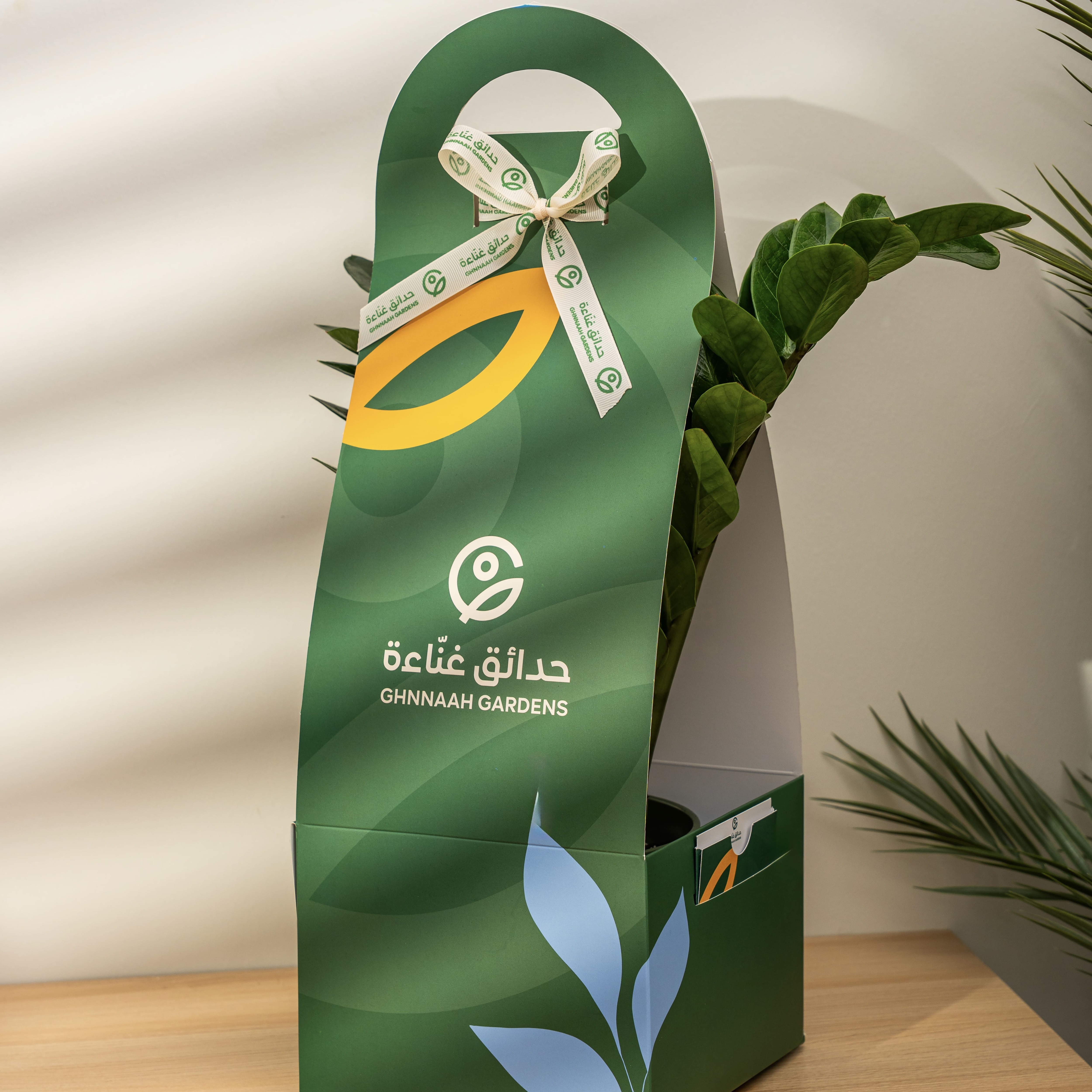  نبتة الزاميا - حوض سيراميك أخضر 