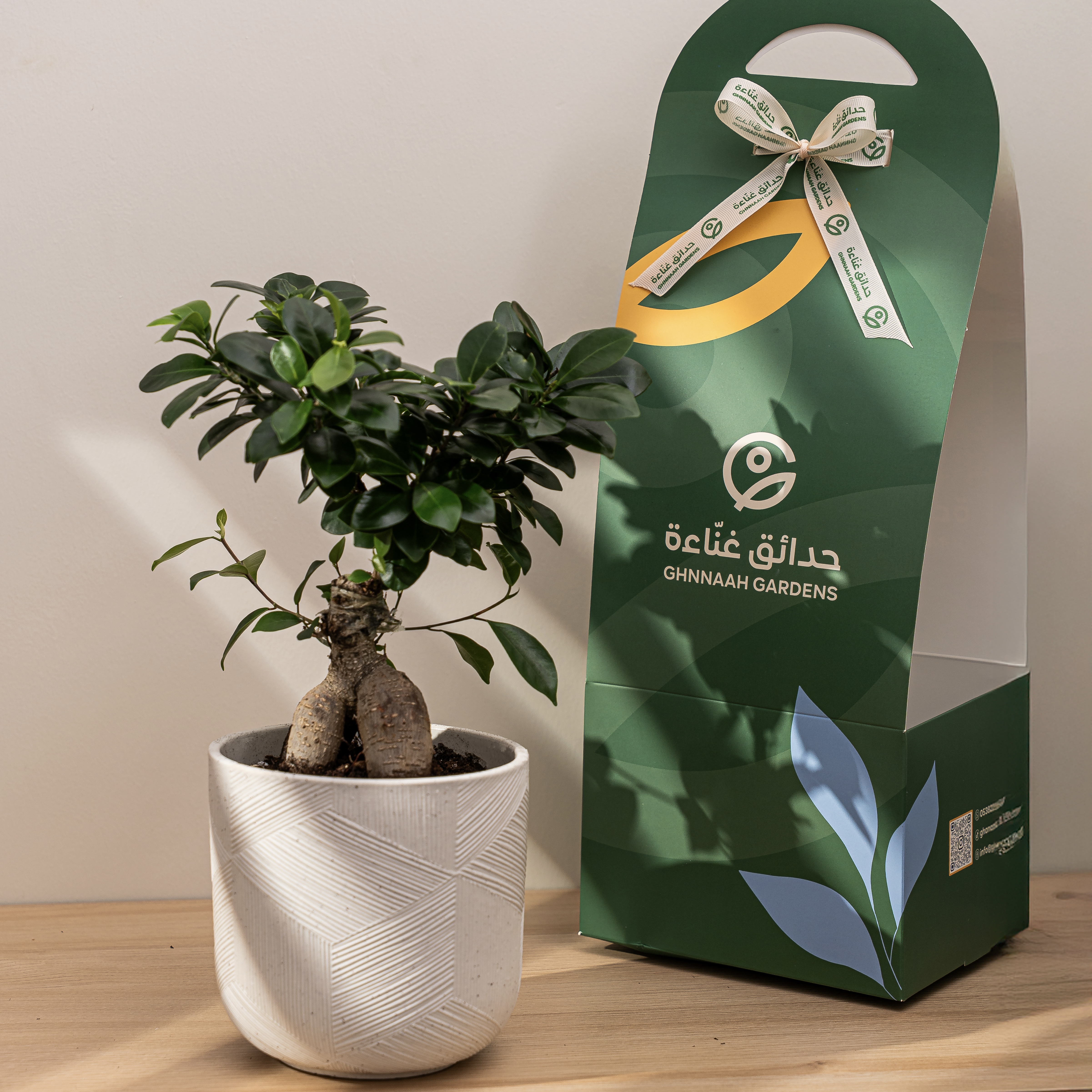  نبتة البونساي - حوض سيراميك أبيض 