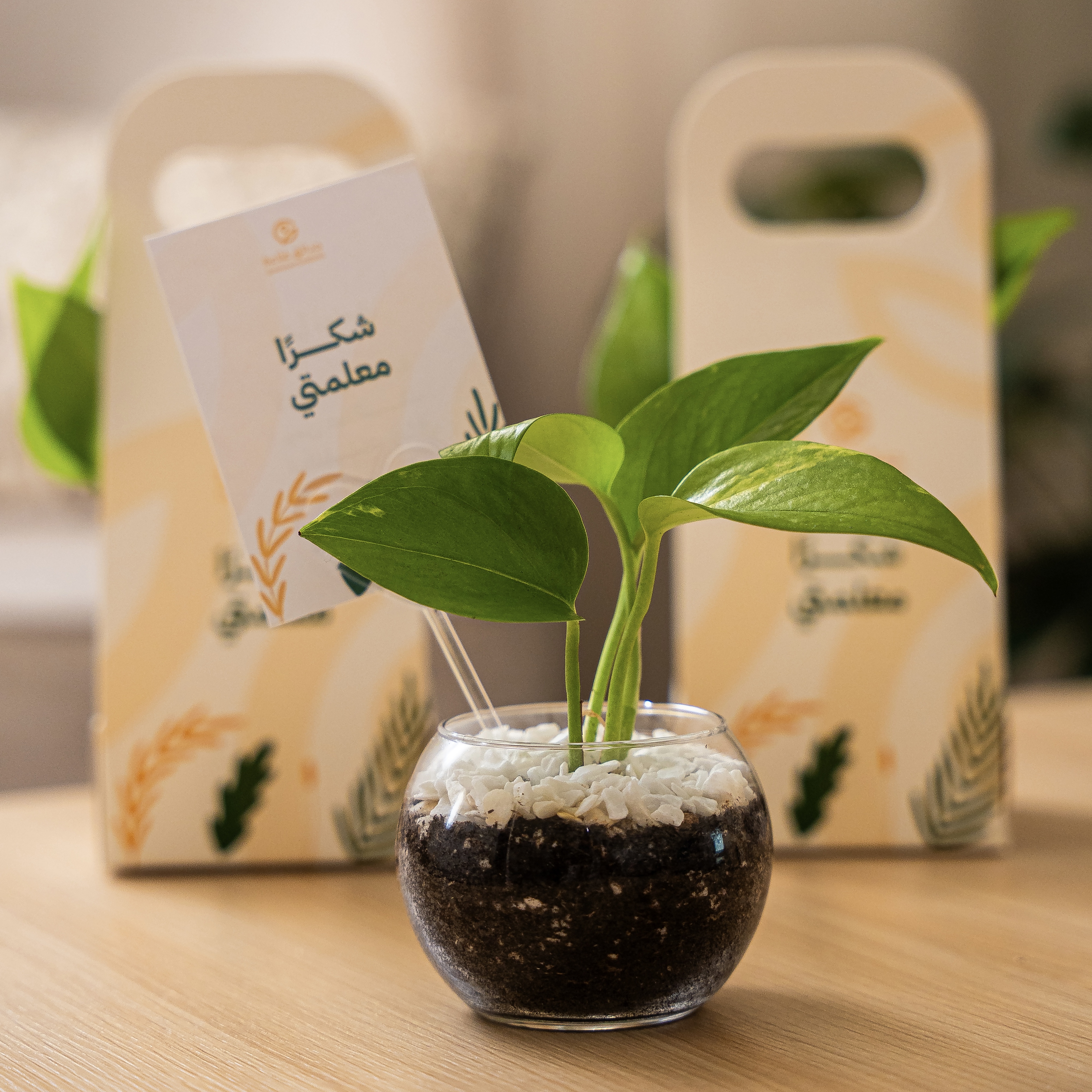  توزيعات شكراً معلمتي 