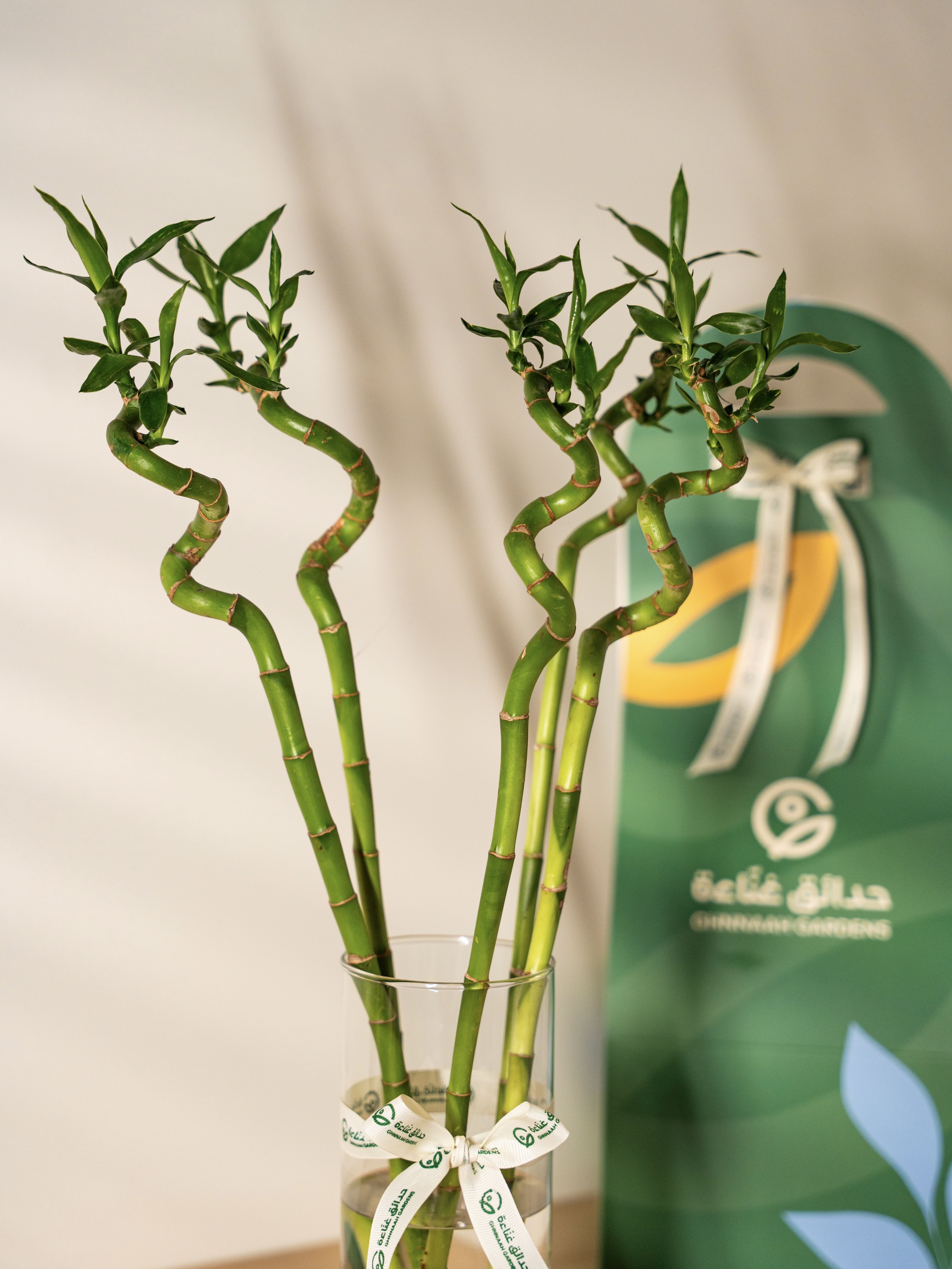  نبتة ساق البامبو 