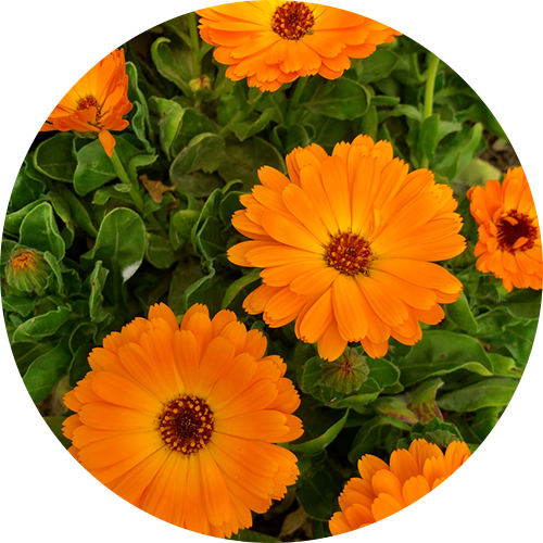 Calendula