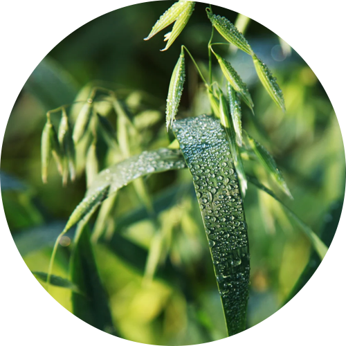 Frankincense oil