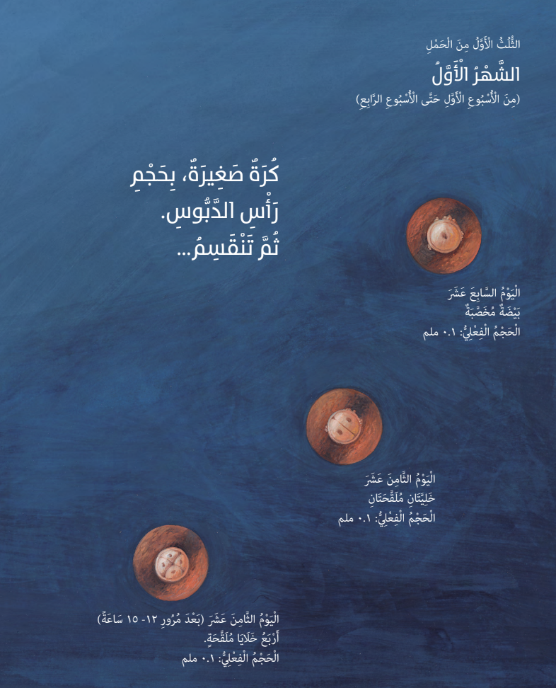 تسعة أشهر قبل الولادة
