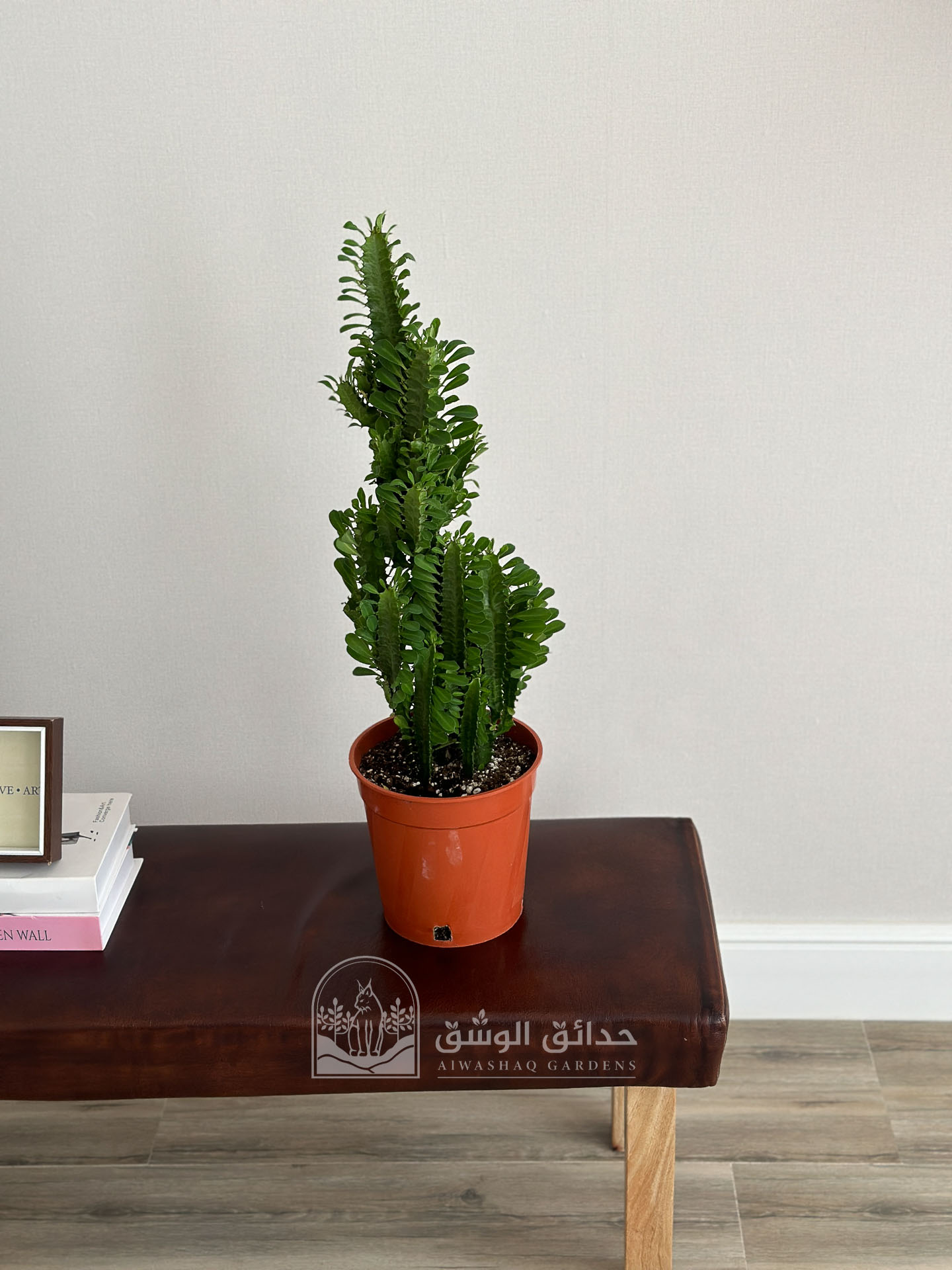نبتة ايفوربيا تريغونا