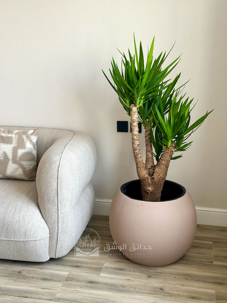 نبتة اليوكا في حوض كبير فايبر كلاي 