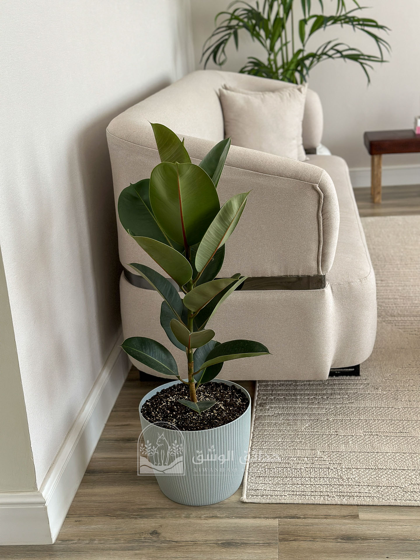 نبتة فيكس مطاط في مركن بلاستيك ديكوري عصري