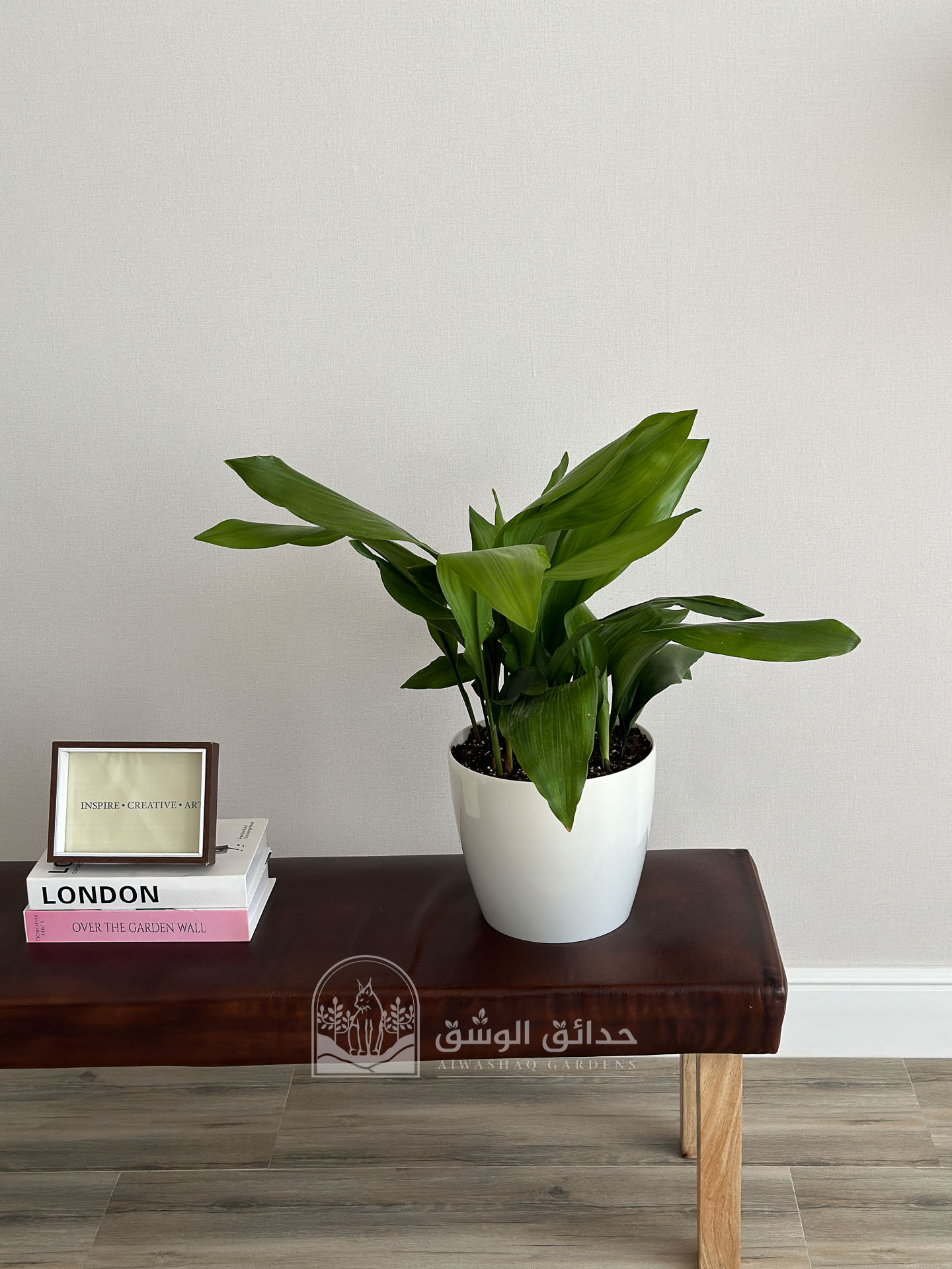 نبتة الاسبيدسترا في مركن عصري