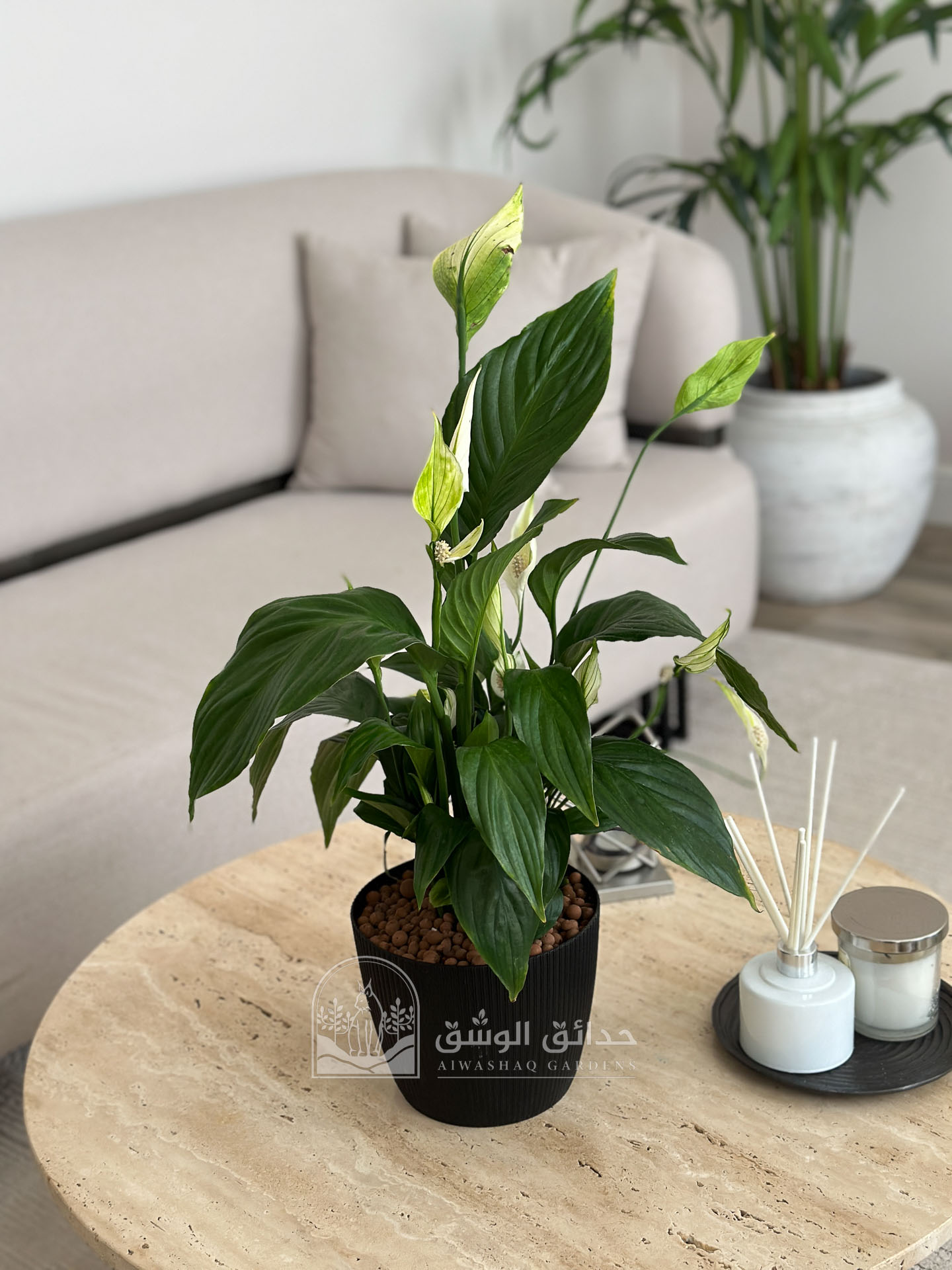 نبتة الاشرعة البيضاء ( سباثفيليوم ) في مركن أسود أنيق