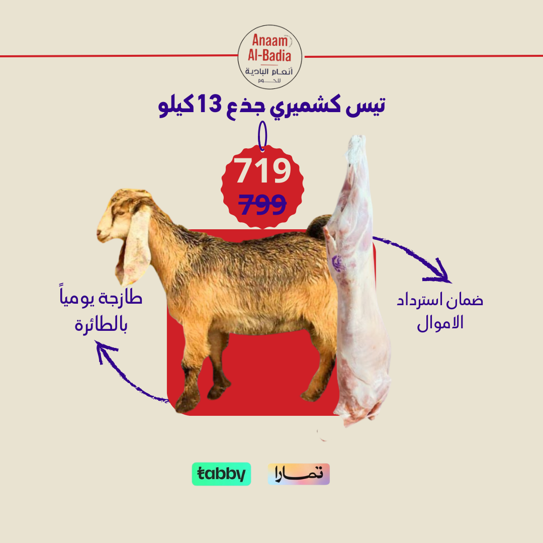 تيس كشميري جذع 13 كيلو