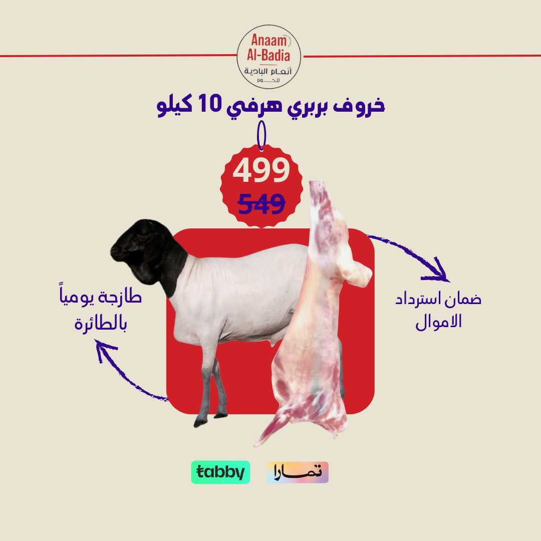 خروف بربري هرفي 10 كيلو
