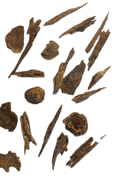 عود سومطري