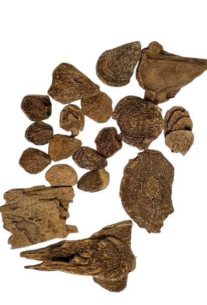 عود سمباوا