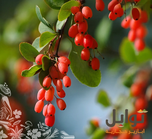 زرشك ايراني فاخر | استمتع بالنكهة الحامضة والتجربة الفريدة مع زرشك - زركش - نكهة فريدة