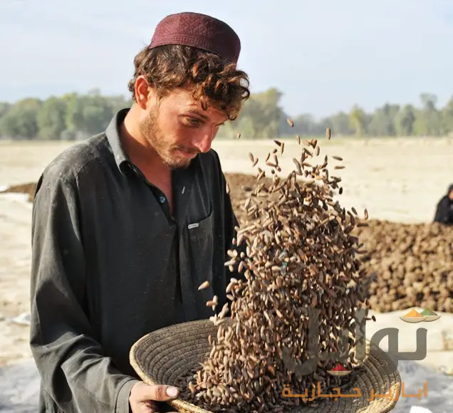 صنوبر باكستاني فاخر - قوام طري ومثالي

