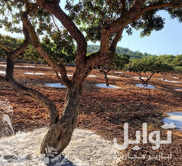 بودرة مستكة للطبخ والخبز: النكهة الأصيلة في متناول يدك - جودة طبيعية