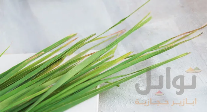 عطرة المدينة