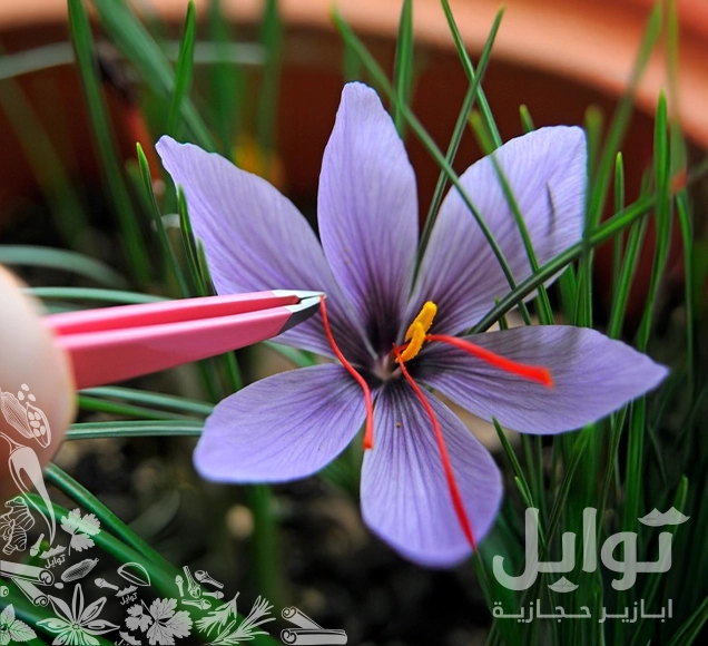 زايدوا نكهة وجباتكم مع زعفران سوبر نقيل فاخر - نكهة فريدة