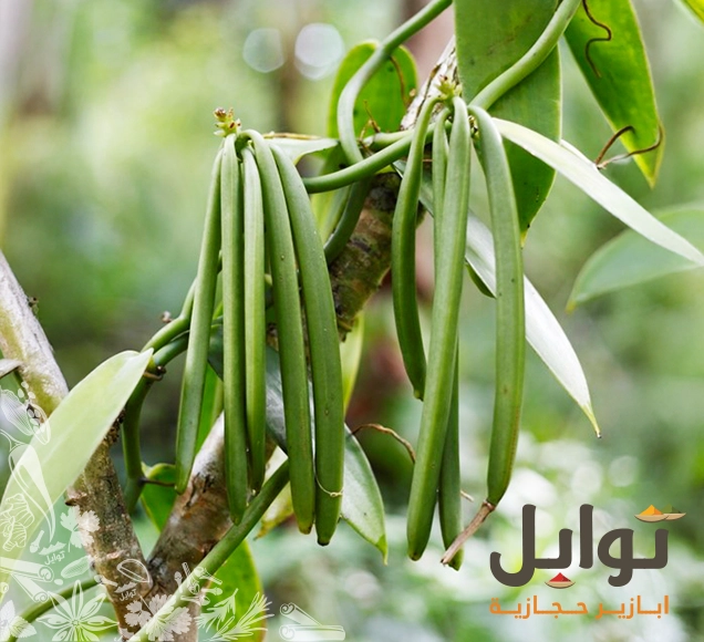فانيليا طبيعية سيلانية - جوهرة الطهي الرفيعة - جودة فائقة