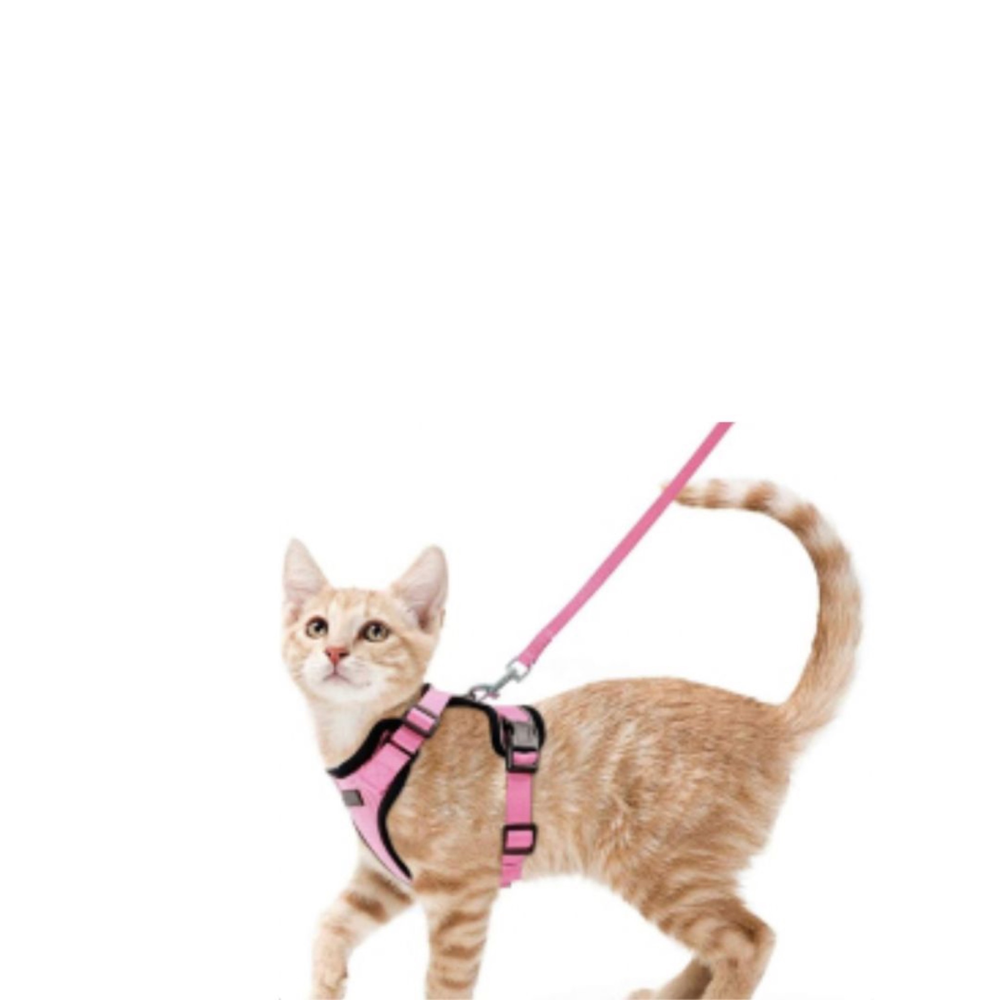 Cat Harness Cat Leash for Outdoor Cat Walk