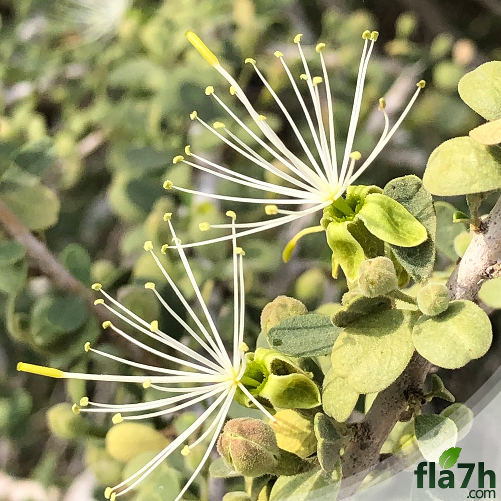 بذور السرح