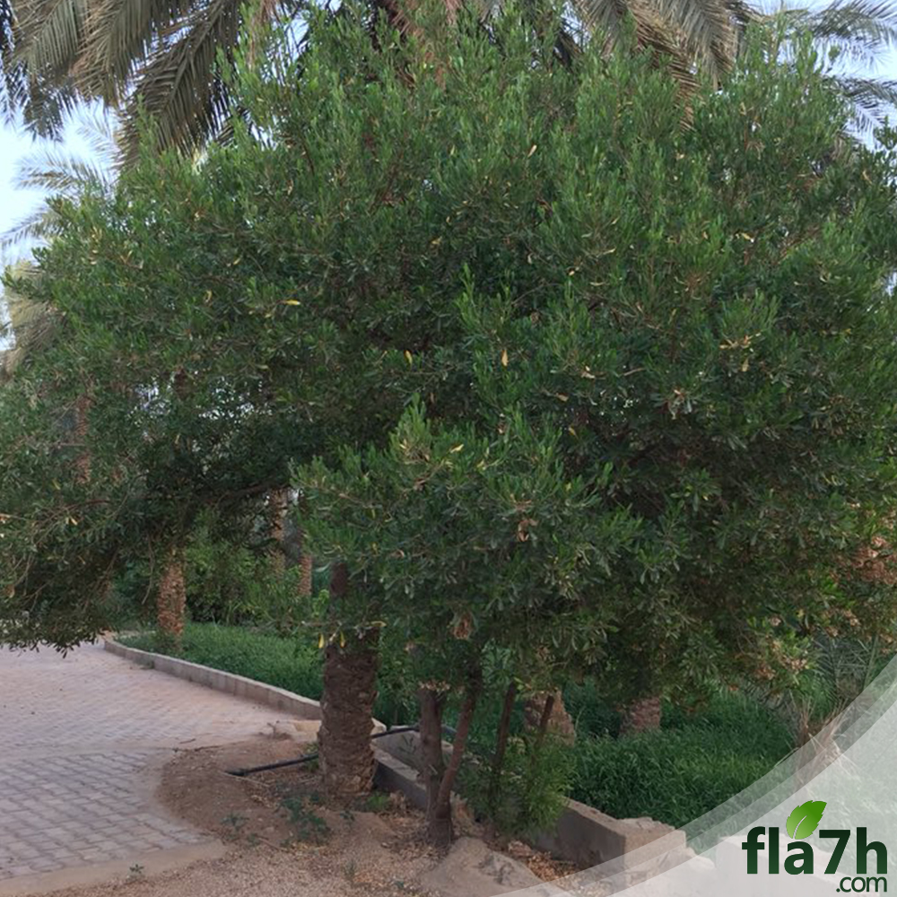 بذور شجرة دادونيا - 20 بذرة