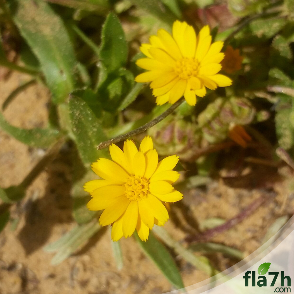 زهور الحنوة