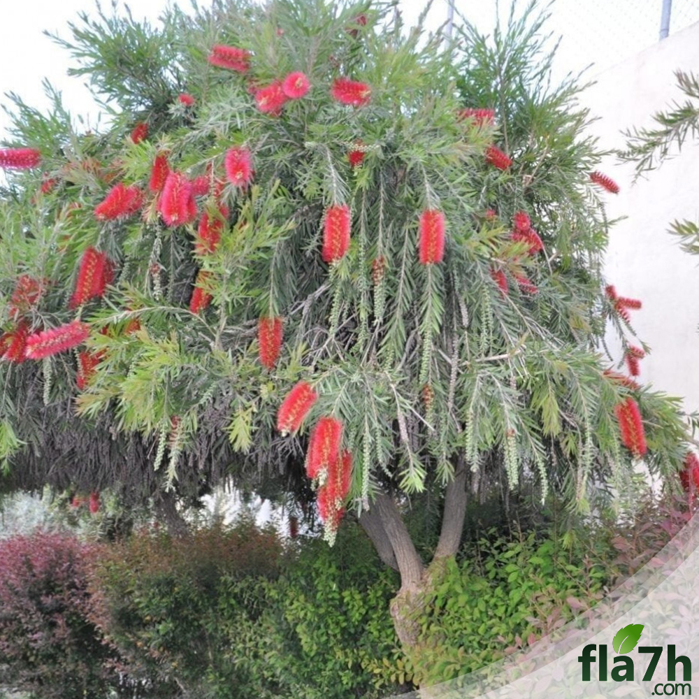 بذور شجرة فرشاة الزجاج 200 بذرة  Calistemon Viminalis