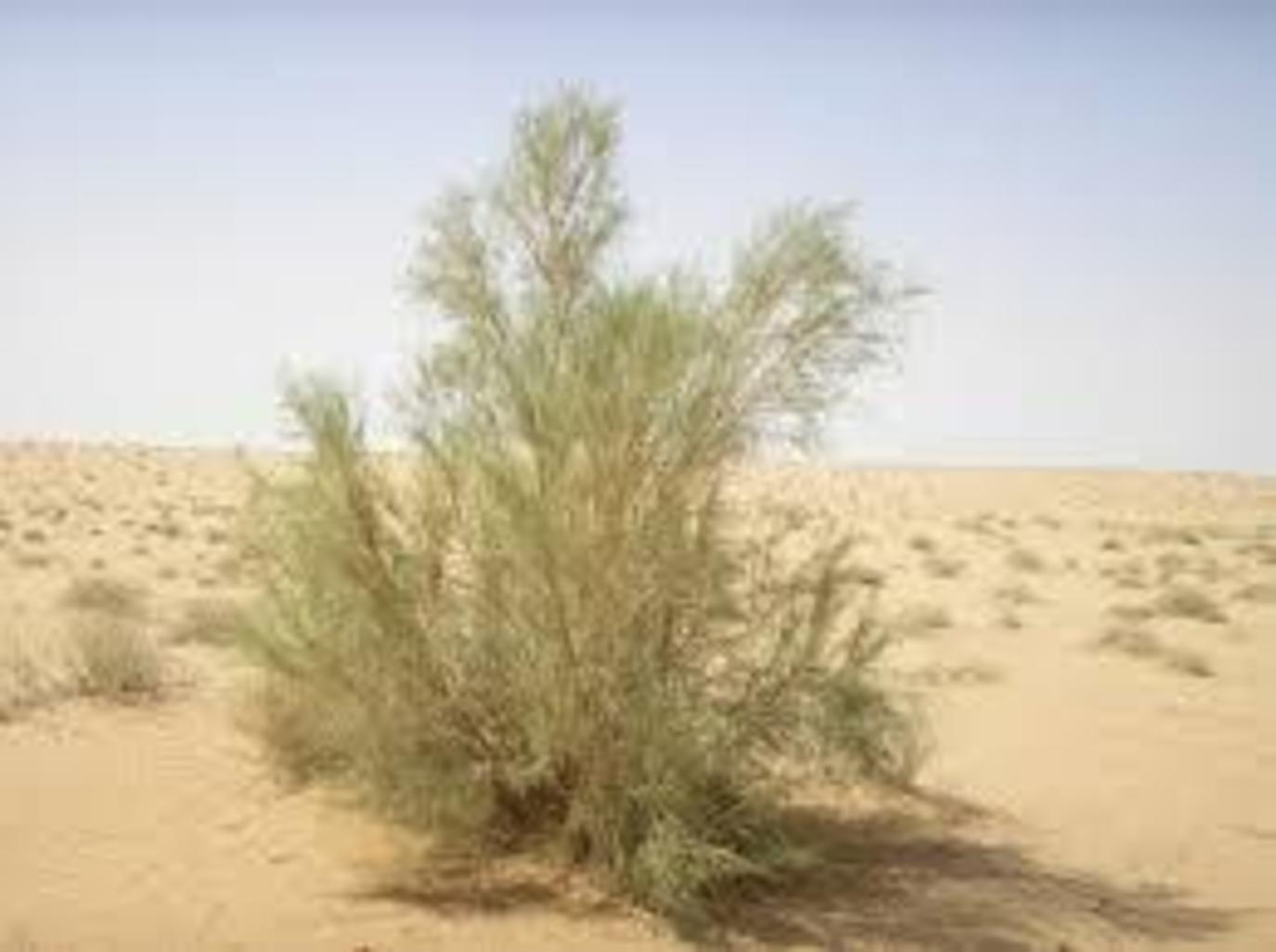 بذور الغضا