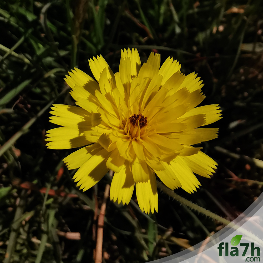 زهرة الحوذان الصفراء