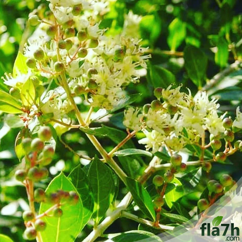 بذور شجرة الحناء