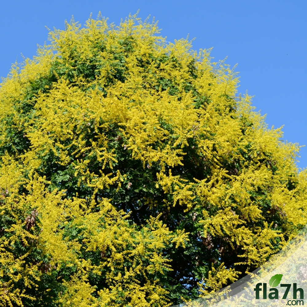 بذور شجرة المطر الذهبية - 30بذرة - Koelreuteria Paniculata