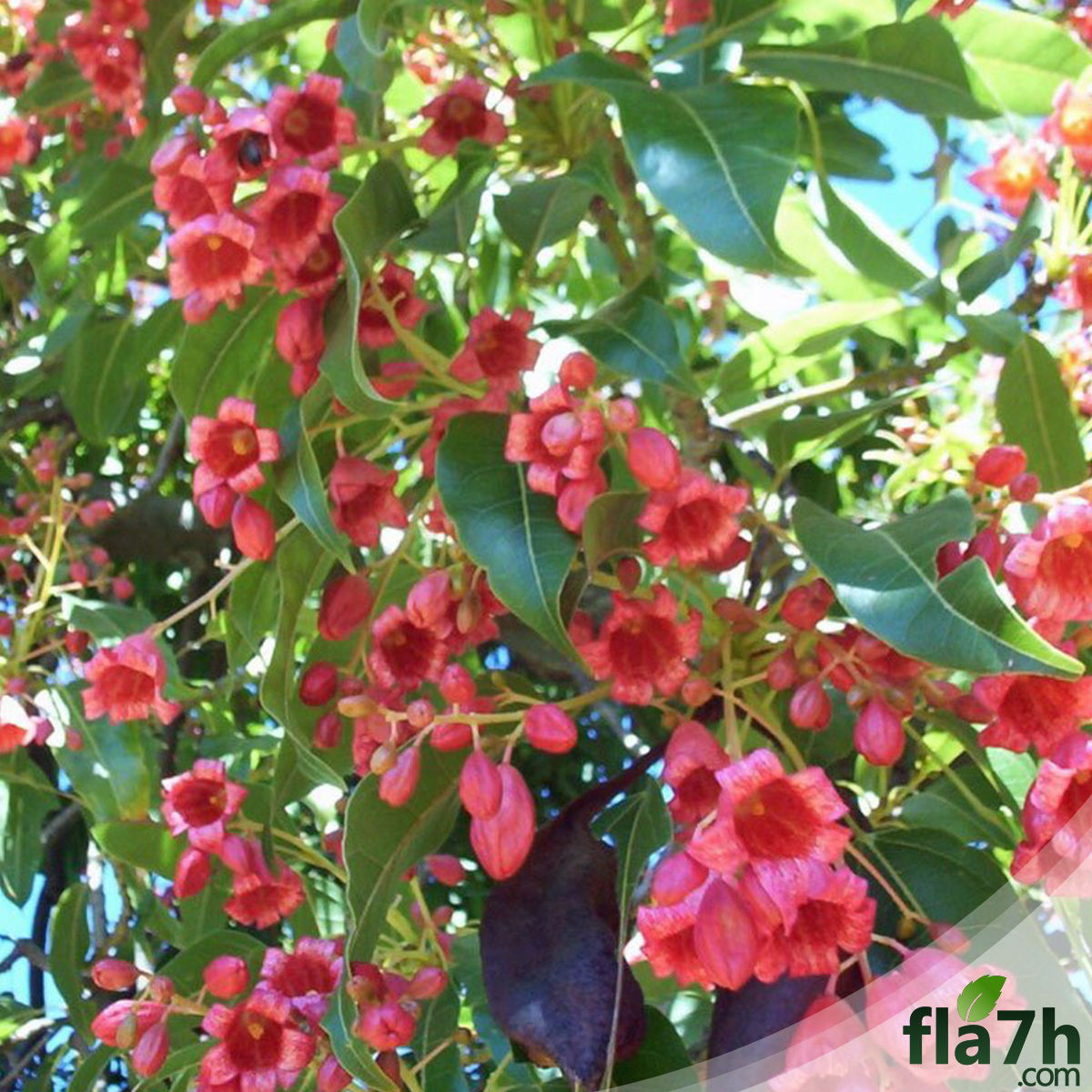 بذور استركوليا وردية - استركوليا لوريدا 40 بذرة - Brachychiton discolor