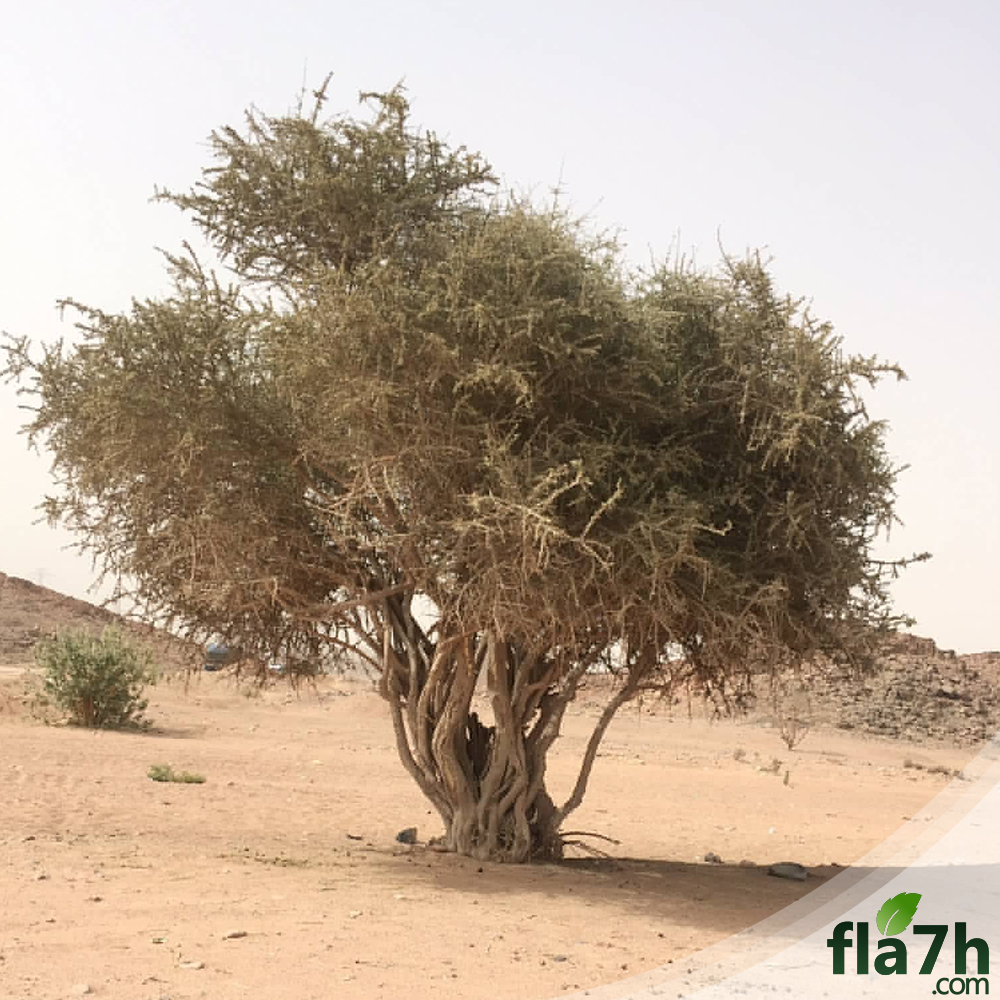 شكل شجرة السرح
