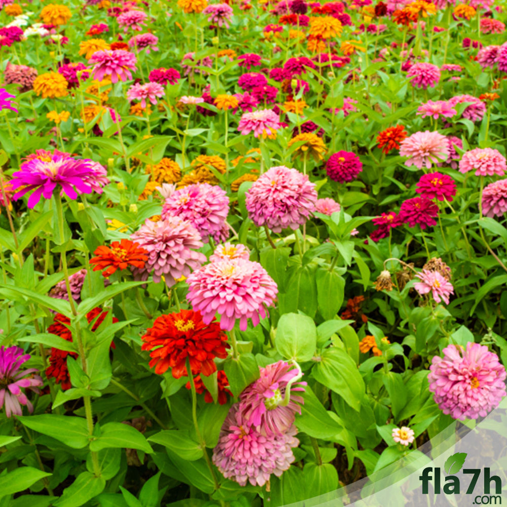 زهور الزينيا