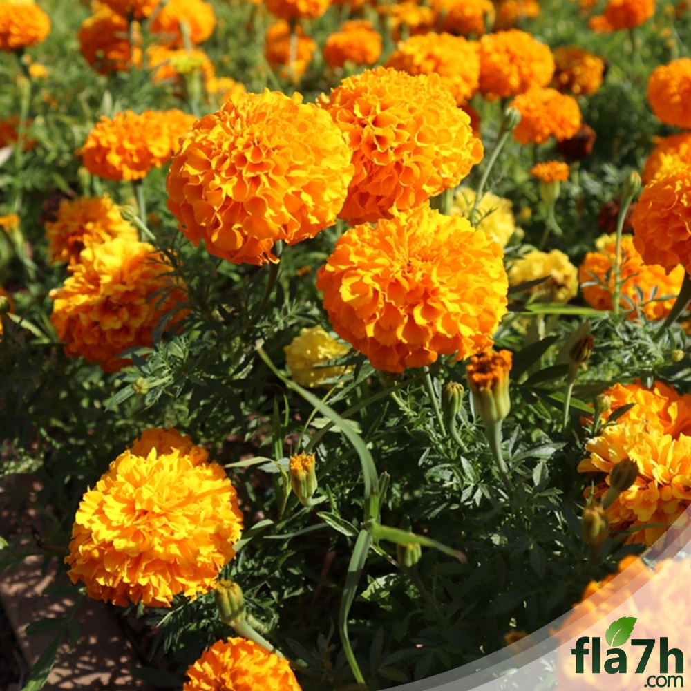 زهور القطيفة