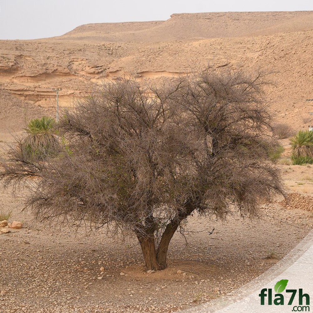 السدر البلدي