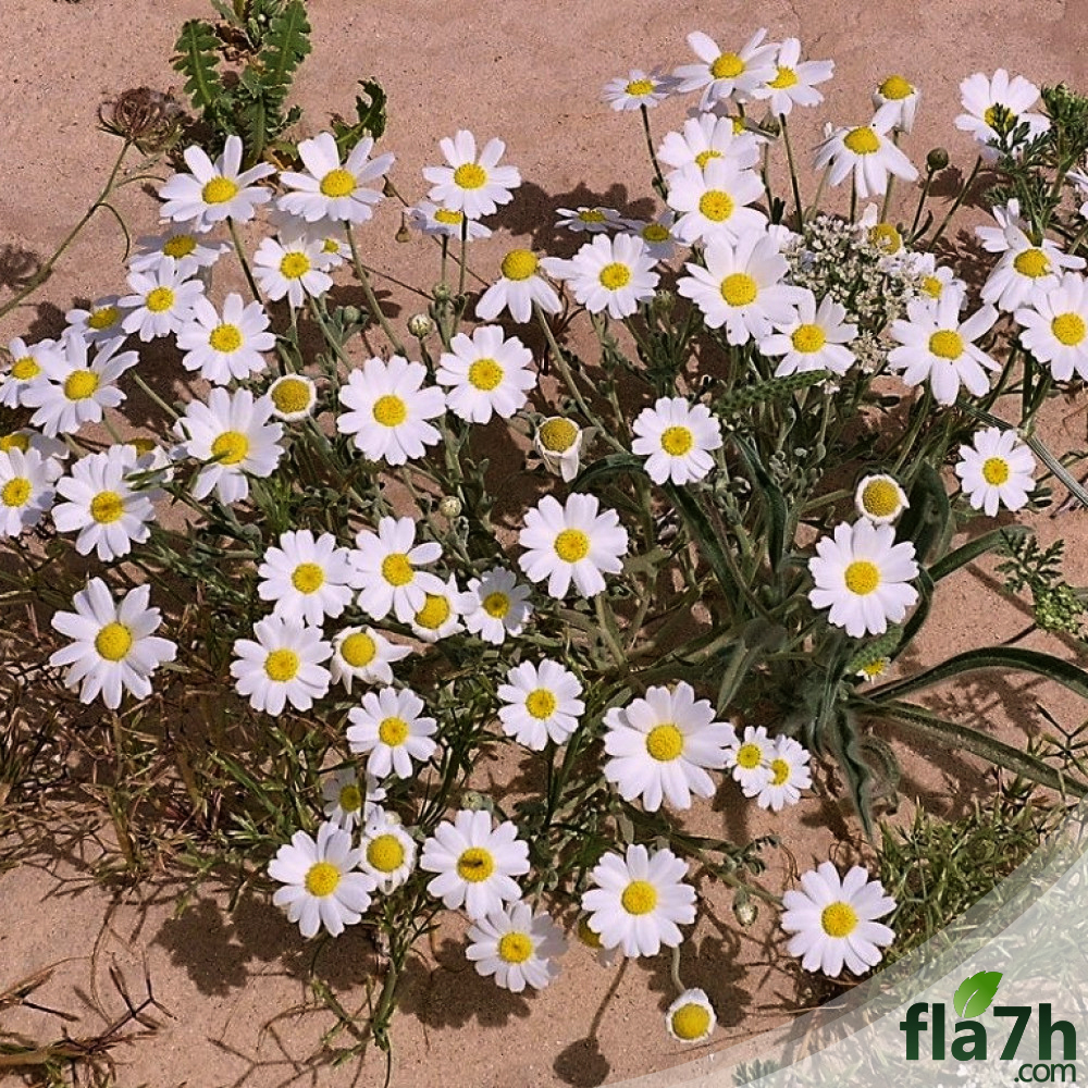 بذور أقحوان بري
