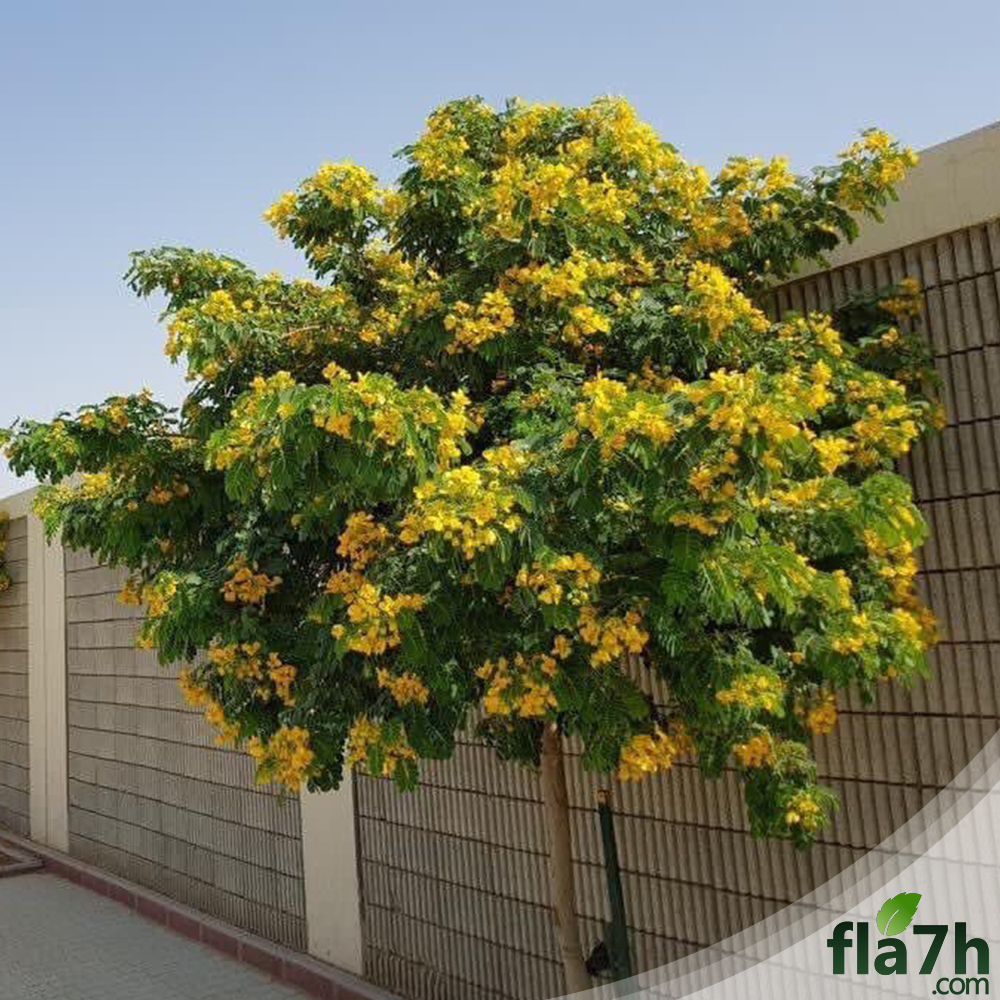 العناية ب كاسيا جلوكا