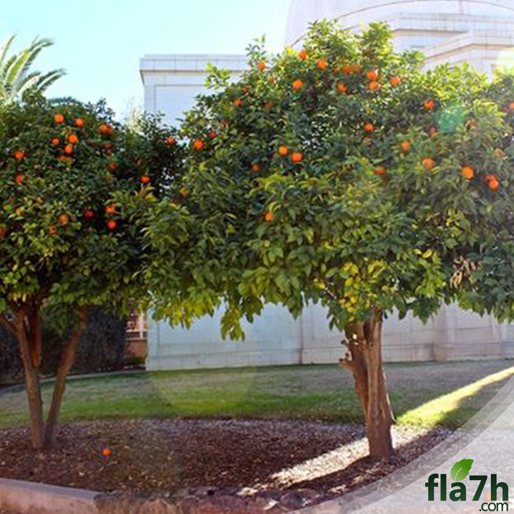 بذور النارنج 50 بذرة - CITRUS AURANTIUM