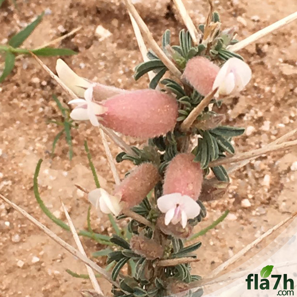 بذور عشبة القتاد -  10 أقماع - Astragalus Mollis